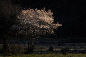 Johannisbeerbaum im Sonnenlicht auf der Kampina.