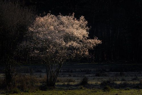 Krentenboom in het zonlicht op de Kampina.