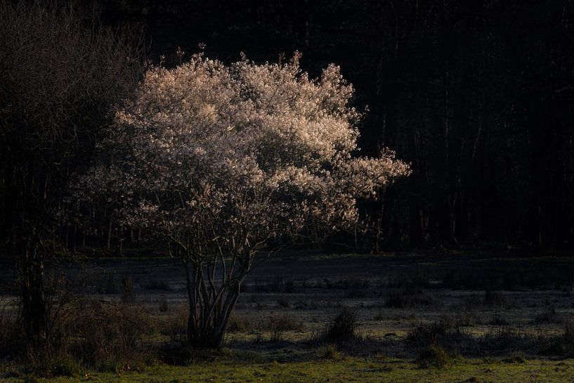 Currant tree in the sunlight on the Kampina. by Jos Pannekoek