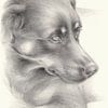 Diana 1. portrait de chien, dessin au crayon sur Heidemuellerin