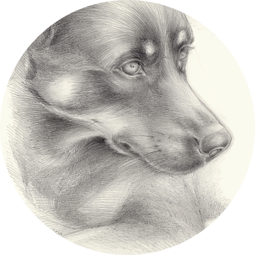 Diana 1. hondenportret, potloodtekening van Heidemuellerin