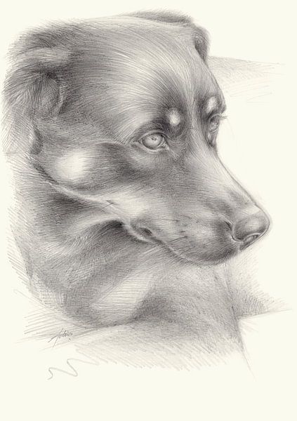 Diana 1. Hundeportrait, Bleistiftzeichnung von Heidemuellerin