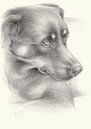Diana 1. Hundeportrait, Bleistiftzeichnung von Heidemuellerin Miniaturansicht