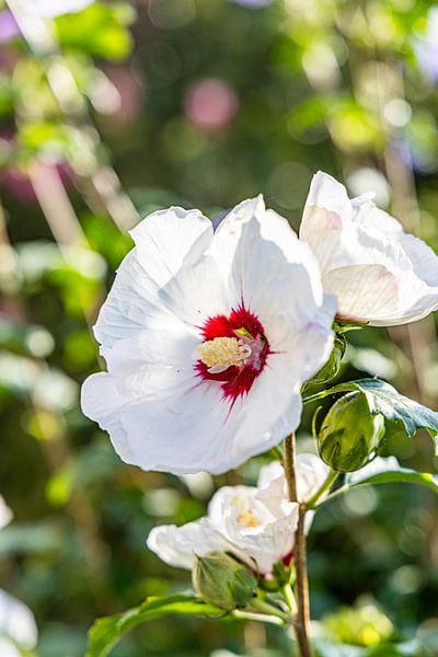 Blooming white hibiscus flower by David Krause