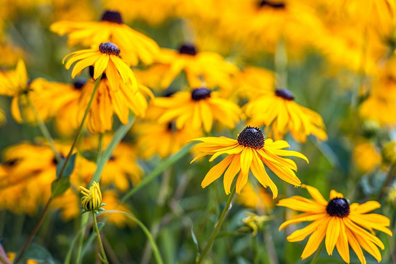 Yellow black flowering Rudbeckia plants up close by Ruud Morijn