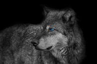 Wolf, Rocky Mountains wolf van Gert Hilbink thumbnail