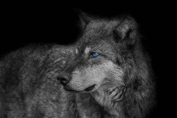 Wolf, Rocky Mountains wolf von Gert Hilbink