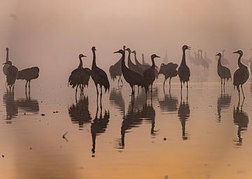 Brouillard cramoisi des grues