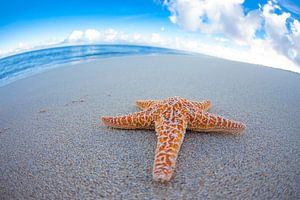 LP 70463292 Zeester op het strand van Hawaii van BeeldigBeeld Food & Lifestyle