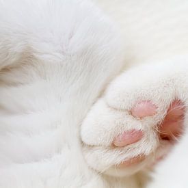 Pattes de chat - gros plan des pattes duveteuses sur QEIMOY