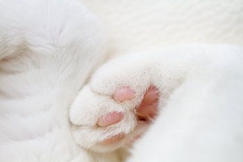 Cat's paws - closeup of fuzzy paws