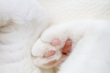 Kattenpootjes - closeup van donzige pootjes van Qeimoy
