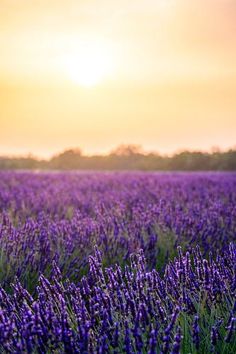Bloeiende lavendel in de Provence tijdens zonsondergang
