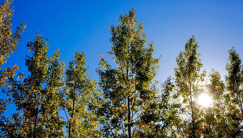 Panorama de la forêt par Thomas Jäger