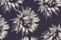 Monochrome Dahlien