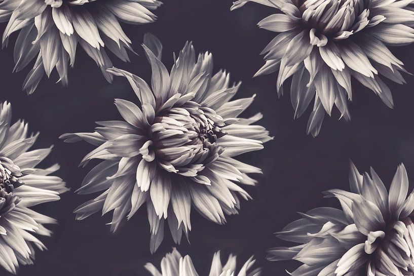 Dahlias monochromes par Marina de Wit