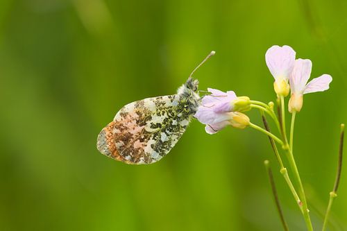 Oranjetipje op pinksterbloem