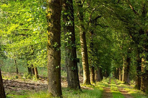 Wandelen tijdens het gouden uur door het bos op de Veluwe, Nederland.