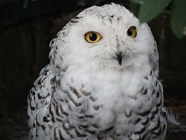 Snow White von Ronald Wakker