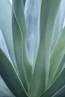 Aloë vera bladeren in zacht  pastel groen blauwe tinten. Botanische natuurfotografie
