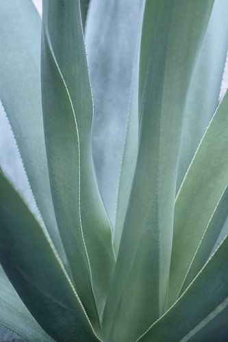 Feuilles d'aloe vera dans des tons doux de vert et de bleu.