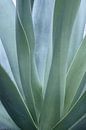 Aloe vera leaves in soft green-blue tones. by Christa Stroo photography thumbnail