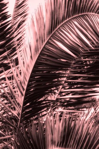 Palm Leaf