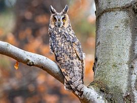 Hibou moyen-duc dans un arbre sur Teresa Bauer