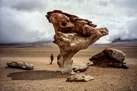Stenen Boom van Stefan Havadi-Nagy
