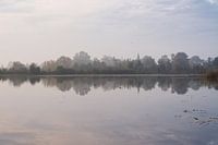 The trees in the polder near Tienhoven one morning in autumn