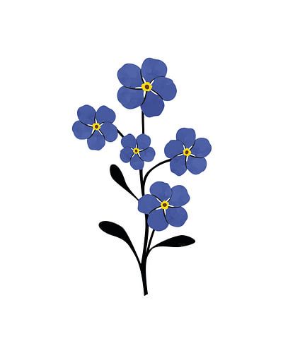 Myosotis
