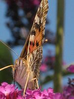 Vlinder