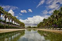 Palm trees pond