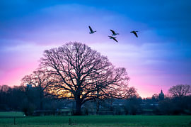 Baum bei Deventer mit Gänseflug von SR Blaauw
