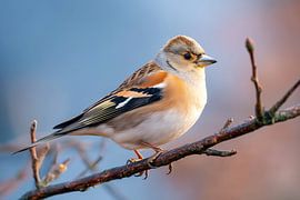 Bergfink (Fringilla montifringilla)