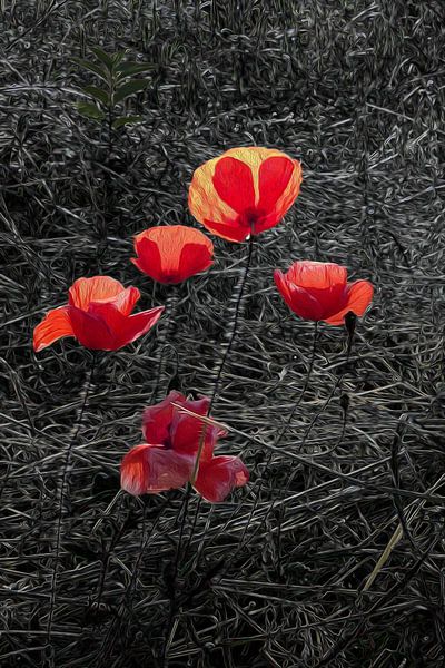 Mohnblume mit Gegenlicht und dunklem Hintergrund von Susan Hol