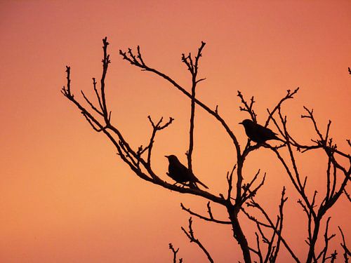Silhouette of birds in tree