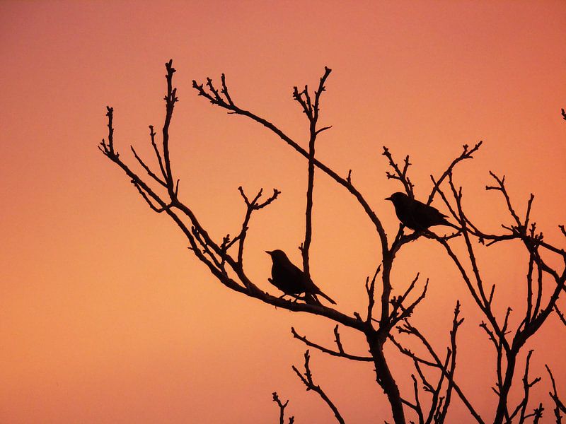 Silhouette d'oiseaux dans un arbre par Anita van Gendt
