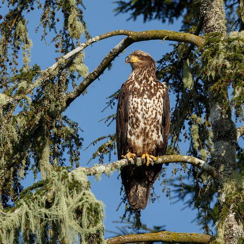 Bald eagle in nature