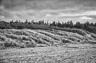 Trees on the beach of the Baltic Sea in black and white. Small forest by Martin Köbsch thumbnail