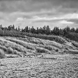 Trees on the beach of the Baltic Sea in black and white. Small forest by Martin Köbsch