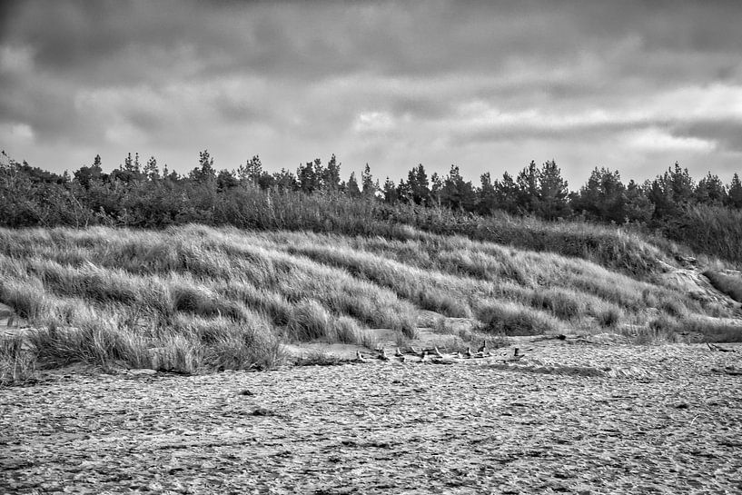 Trees on the beach of the Baltic Sea in black and white. Small forest by Martin Köbsch