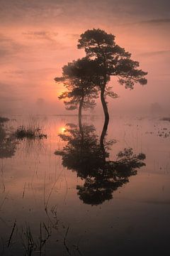 Magische zonsopkomst bij het water van Moetwil en van Dijk - Fotografie