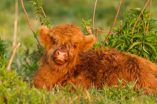 Jong Schotse Hooglander Kalfje