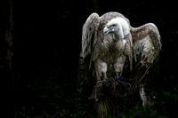 Raptor Vulture