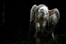 Roofvogel Gier van Ellen Seip