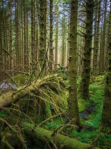Enchanted forest scene in Ballachulish, Scotland