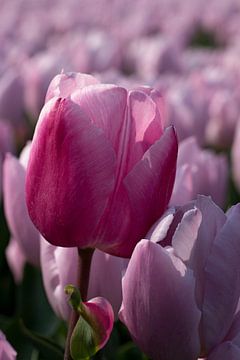 Roze tulp tussen roze tulpen van W J Kok