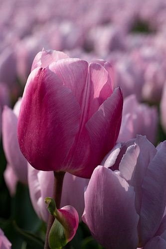 Roze tulp tussen roze tulpen