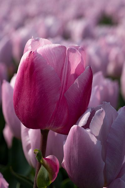 Roze tulp tussen roze tulpen par W J Kok